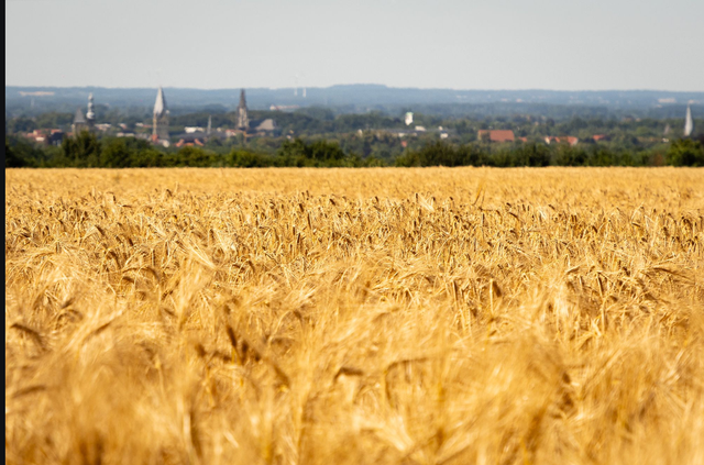 Soest,
